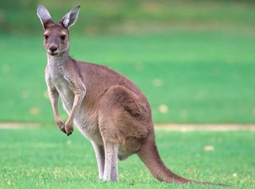 澳大利亚是如何保护动物的