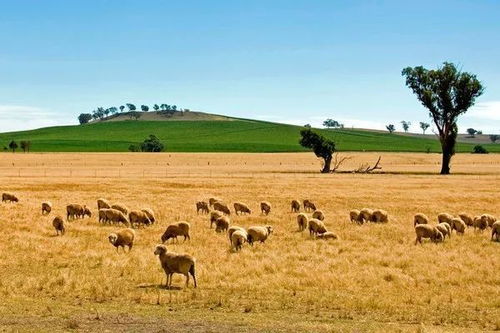 澳大利亚农场多少钱一亩