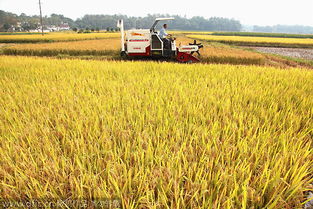 澳洲同意出售给中国多少吨小麦